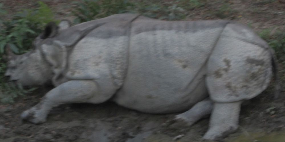 Chitwan National Park.