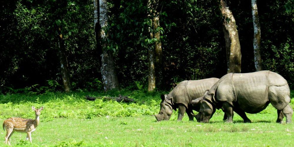 Chitwan National Park.